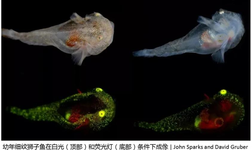 【日本】东京地铁惊现"荧光乌贼专列" 生物学家称系百年首见发光奇观