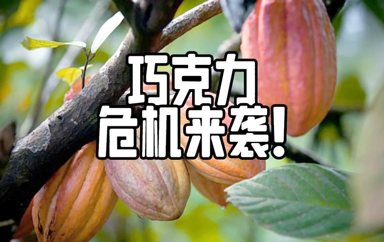 "非洲可可豆遭遇极端天气 国际巧克力品牌宣布涨价15%"