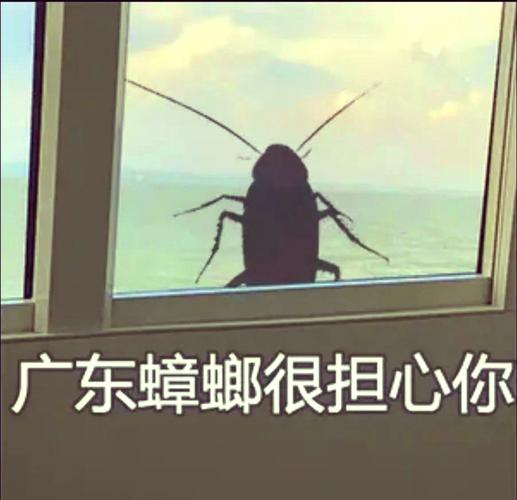 进化奇迹！广东蟑螂解锁外卖盒技能引全民热议