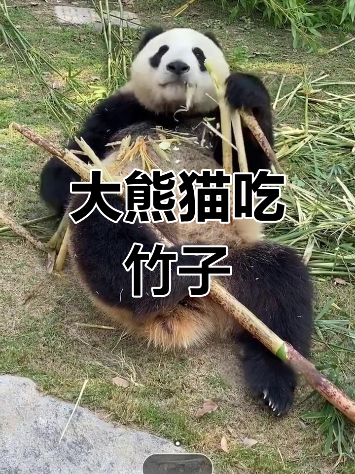 动物园熊猫偷饲养员手机，直播吃竹子收获10万粉