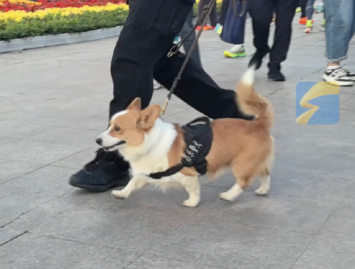 从落选警犬到警队心理导师：一只柯基的逆袭人生