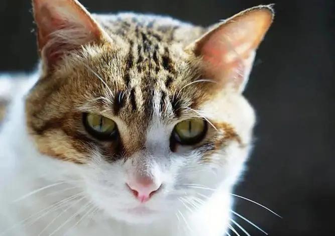 缅因州某镇因老鼠泛滥，橘猫“奥利弗”凭借卓越捕鼠技能高票当选镇长，现正用肉爪签署《鱼罐头福利法案》。"