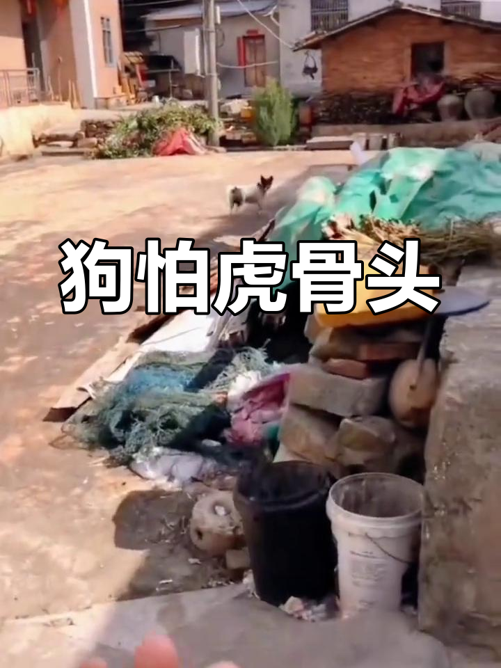 东北虎进村咬死护院狗，村民拍下"虎狗对峙"惊魂30秒