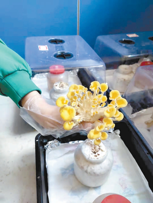 "实验室养‘蘑菇宝宝’？生物系学生用真菌净化废水"