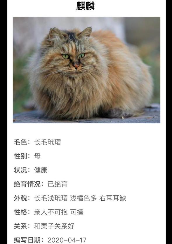数学建模队用区块链给校园流浪猫建档案，每只都有专属Token