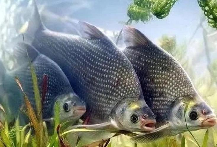 武汉周边：鄂州品武昌鱼一日游